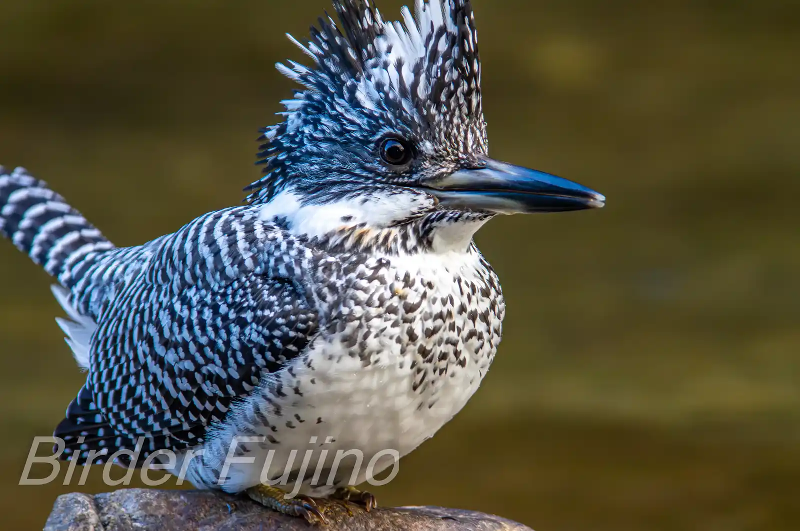 野鳥写真・ヤマセミの写真