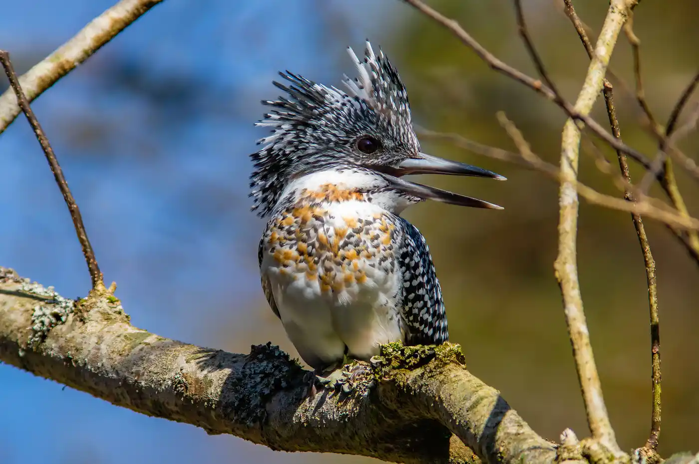 野鳥写真・ヤマセミの写真