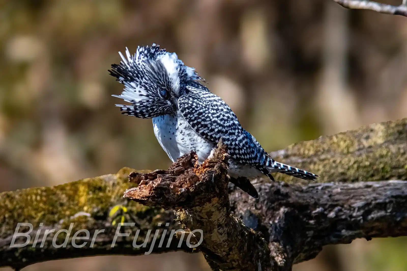 野鳥写真・ヤマセミの写真