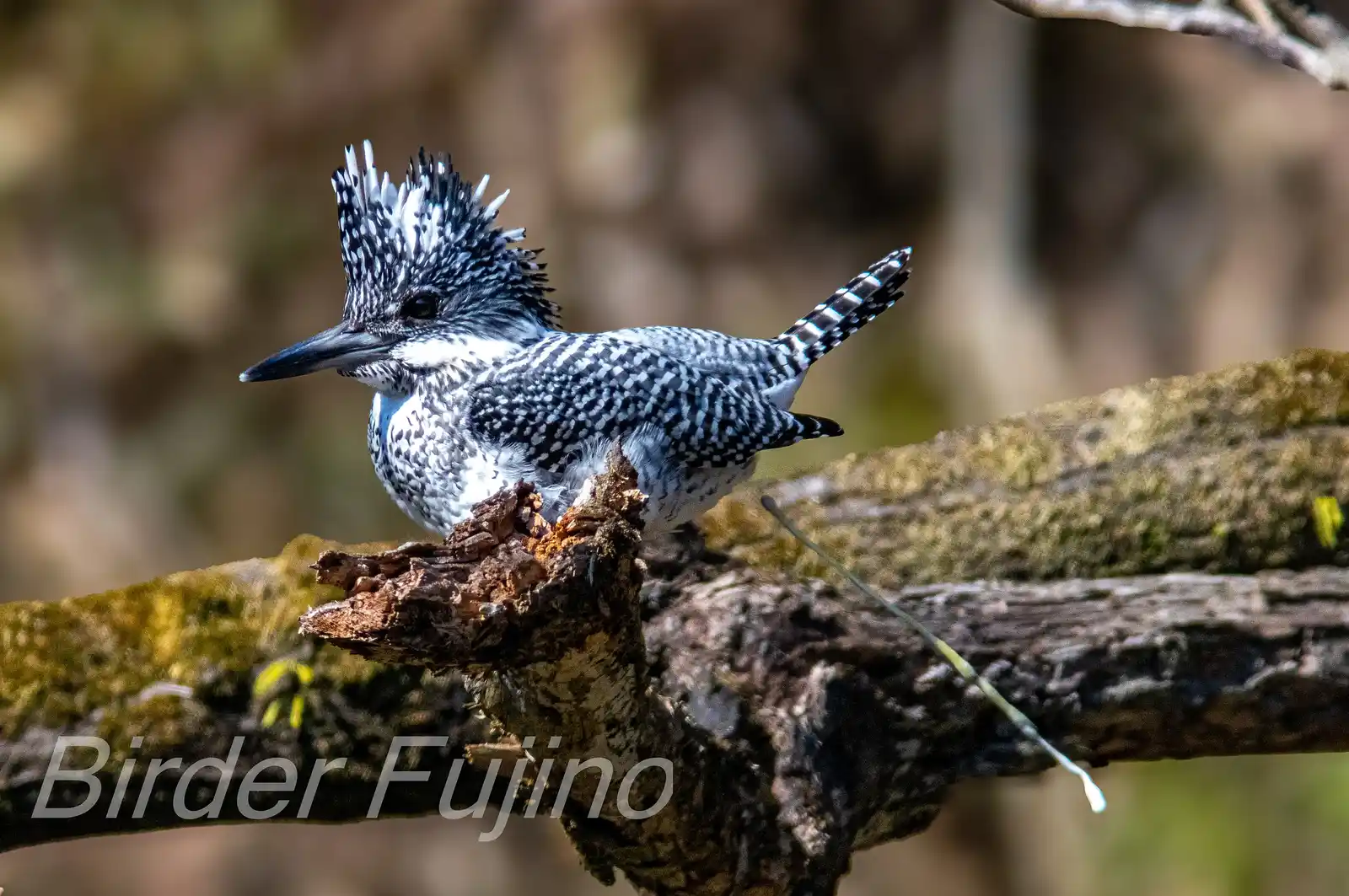 野鳥写真・ヤマセミの写真