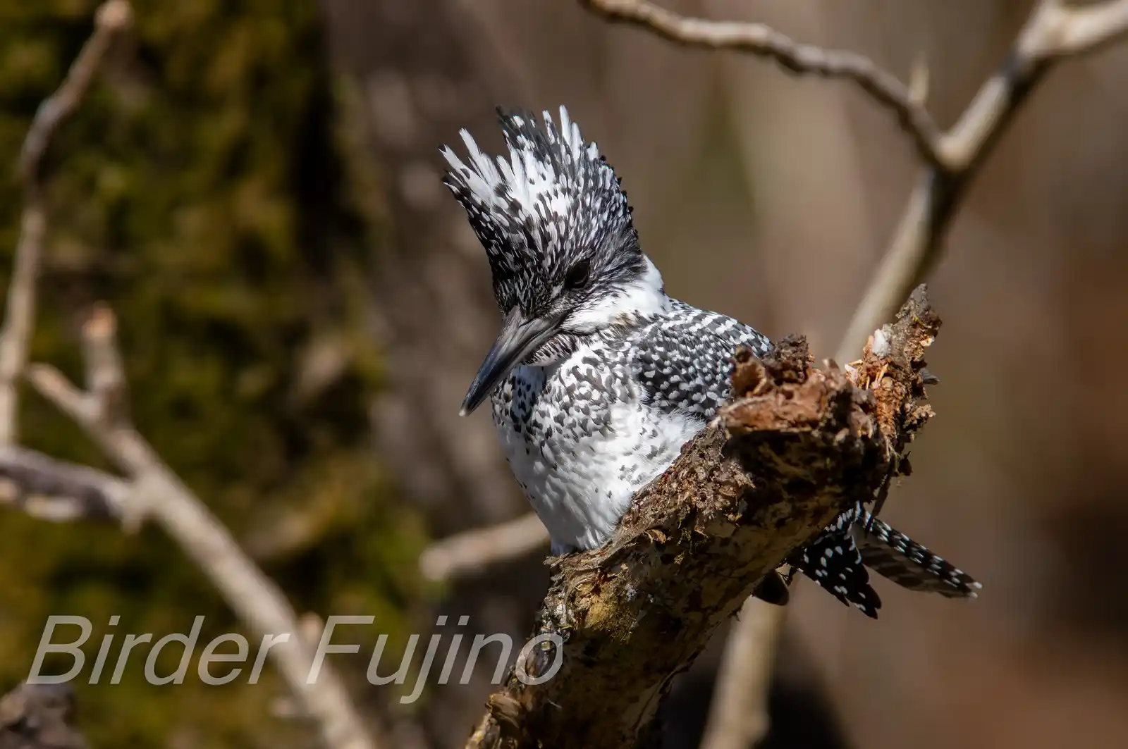 野鳥写真・ヤマセミの写真