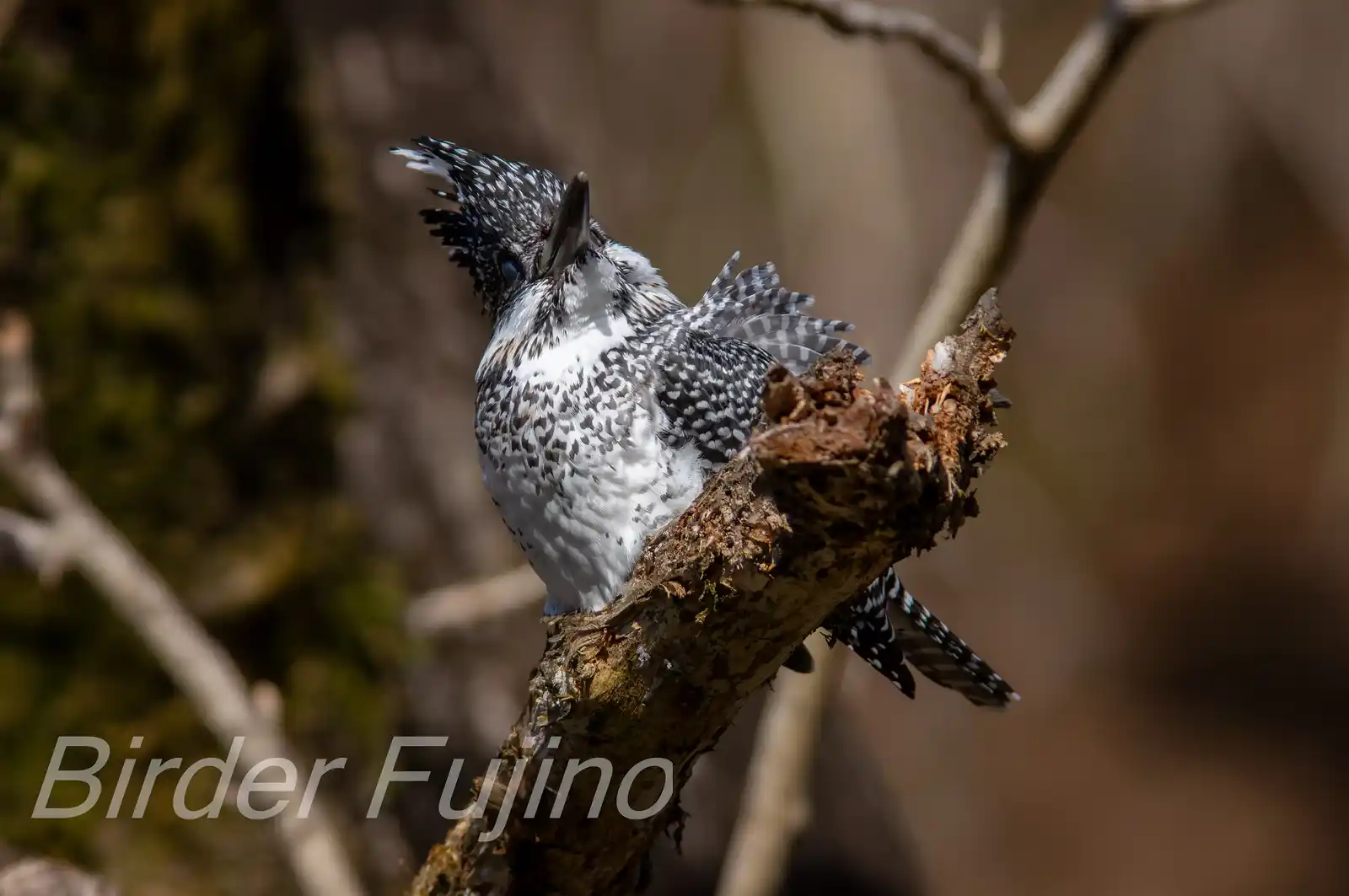 野鳥写真・ヤマセミの写真