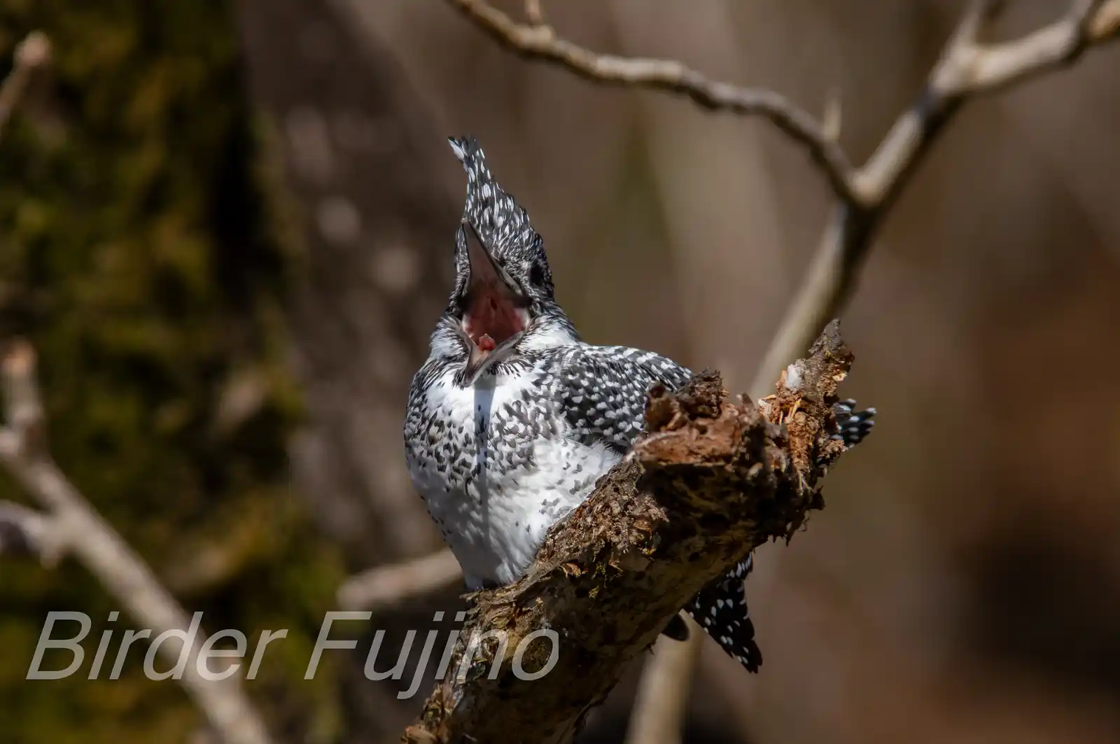 野鳥写真・ヤマセミの写真