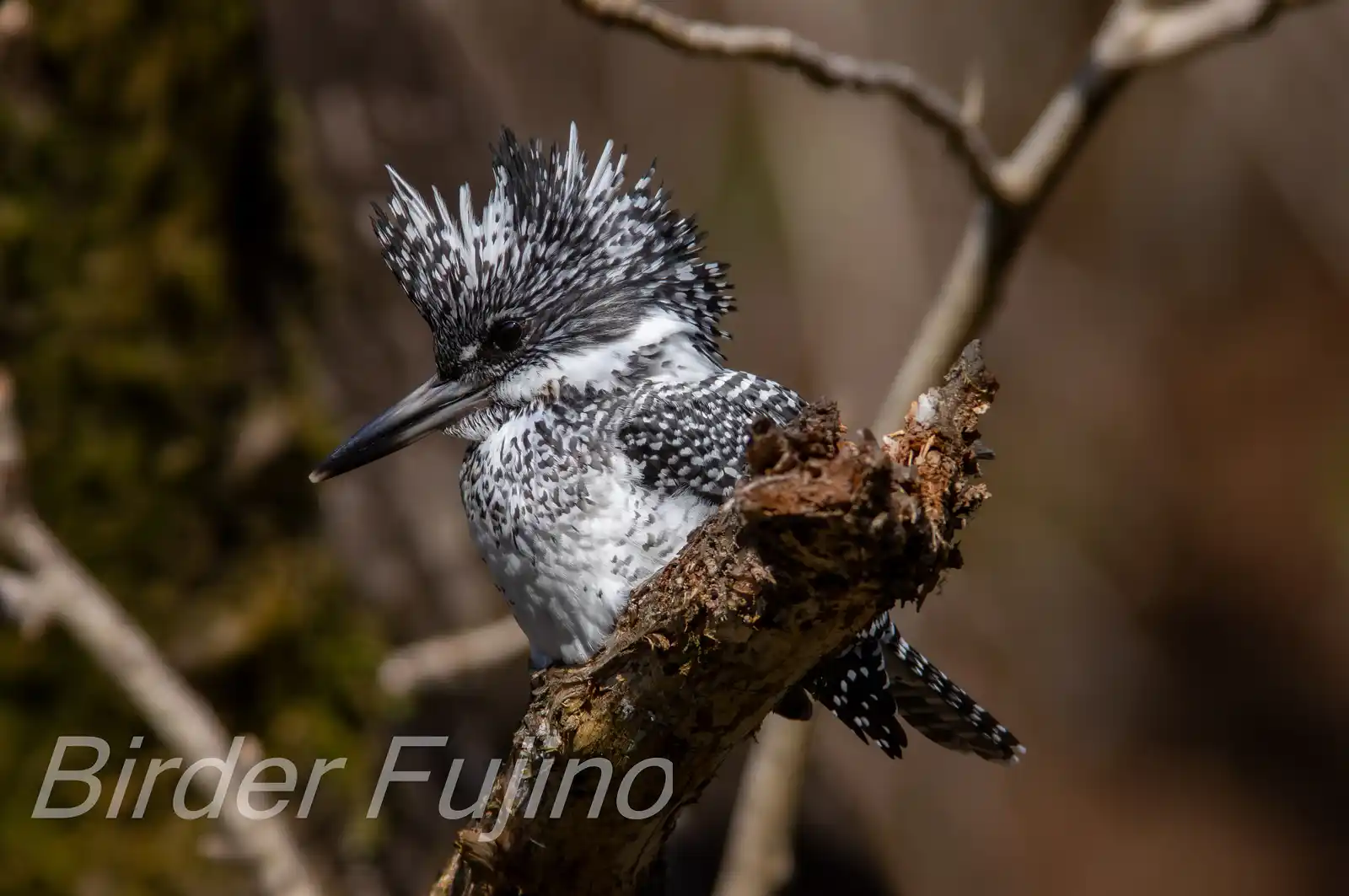 野鳥写真・ヤマセミの写真