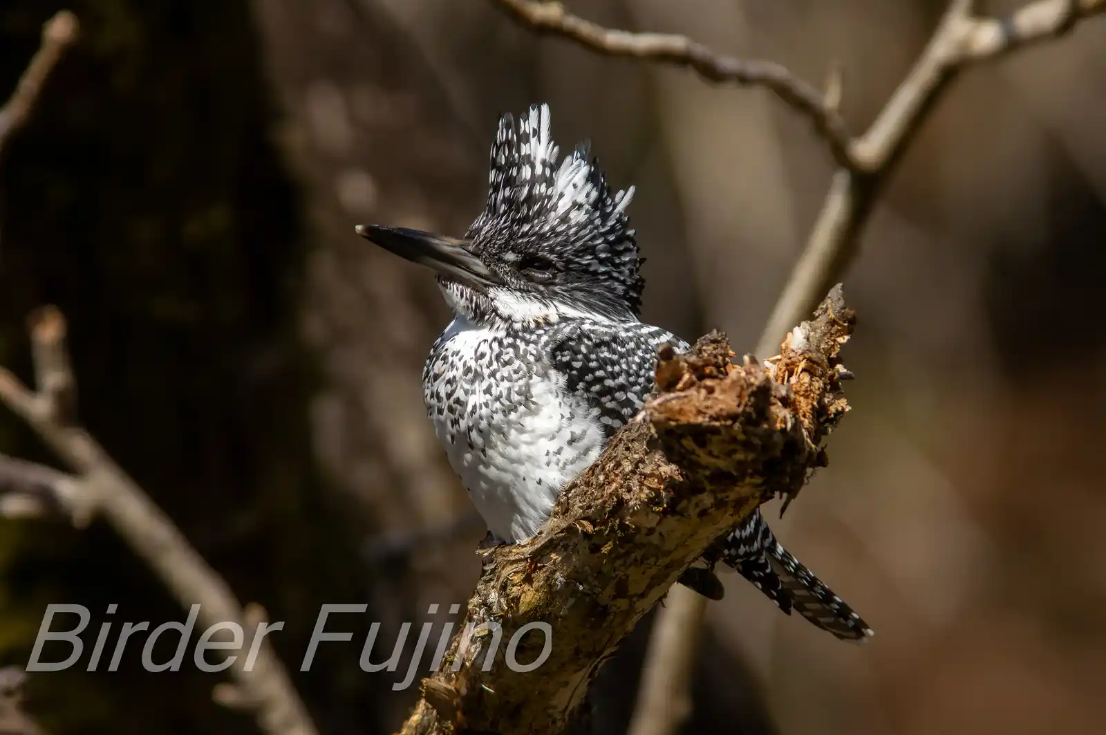 野鳥写真・ヤマセミの写真