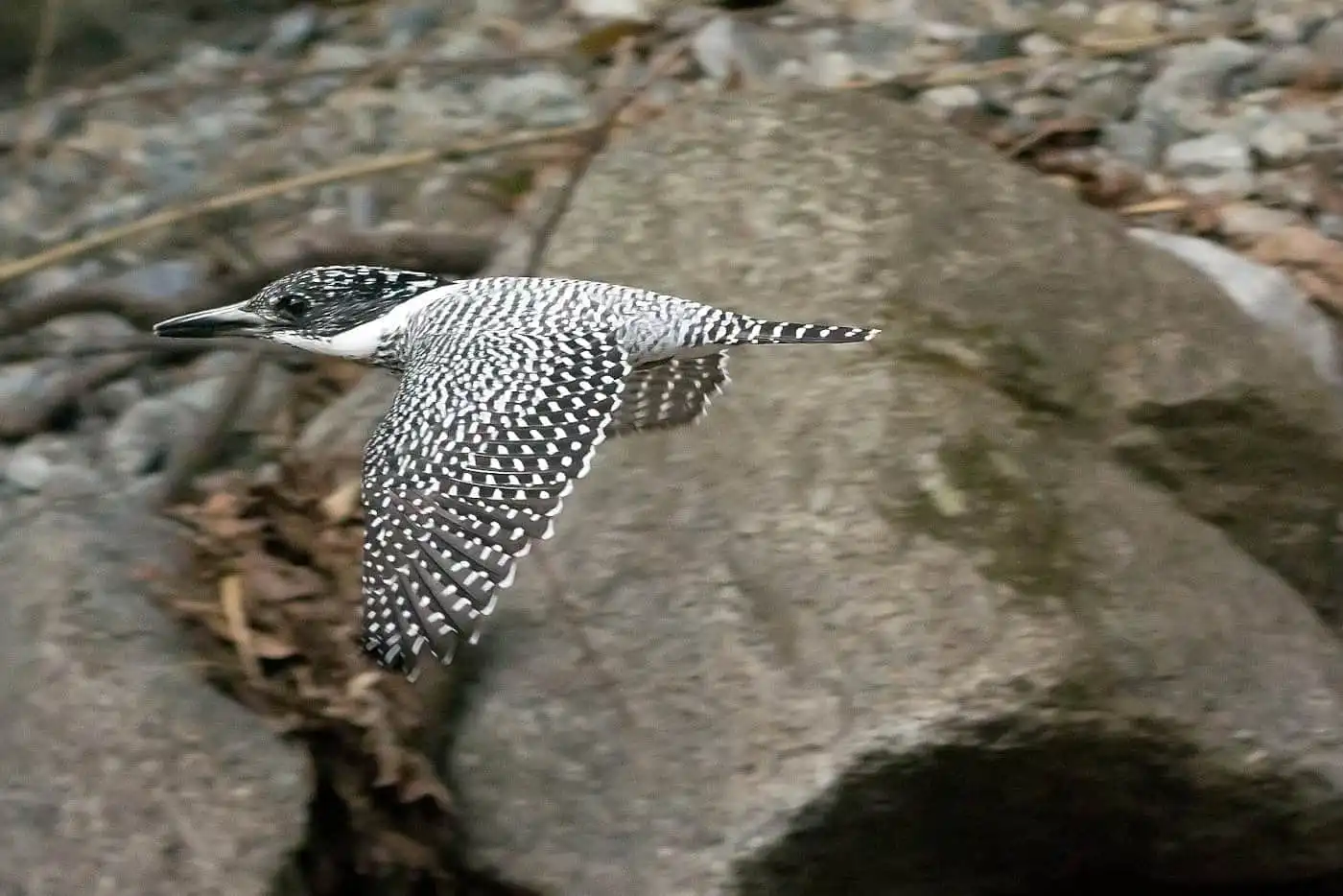 野鳥写真・ヤマセミの写真
