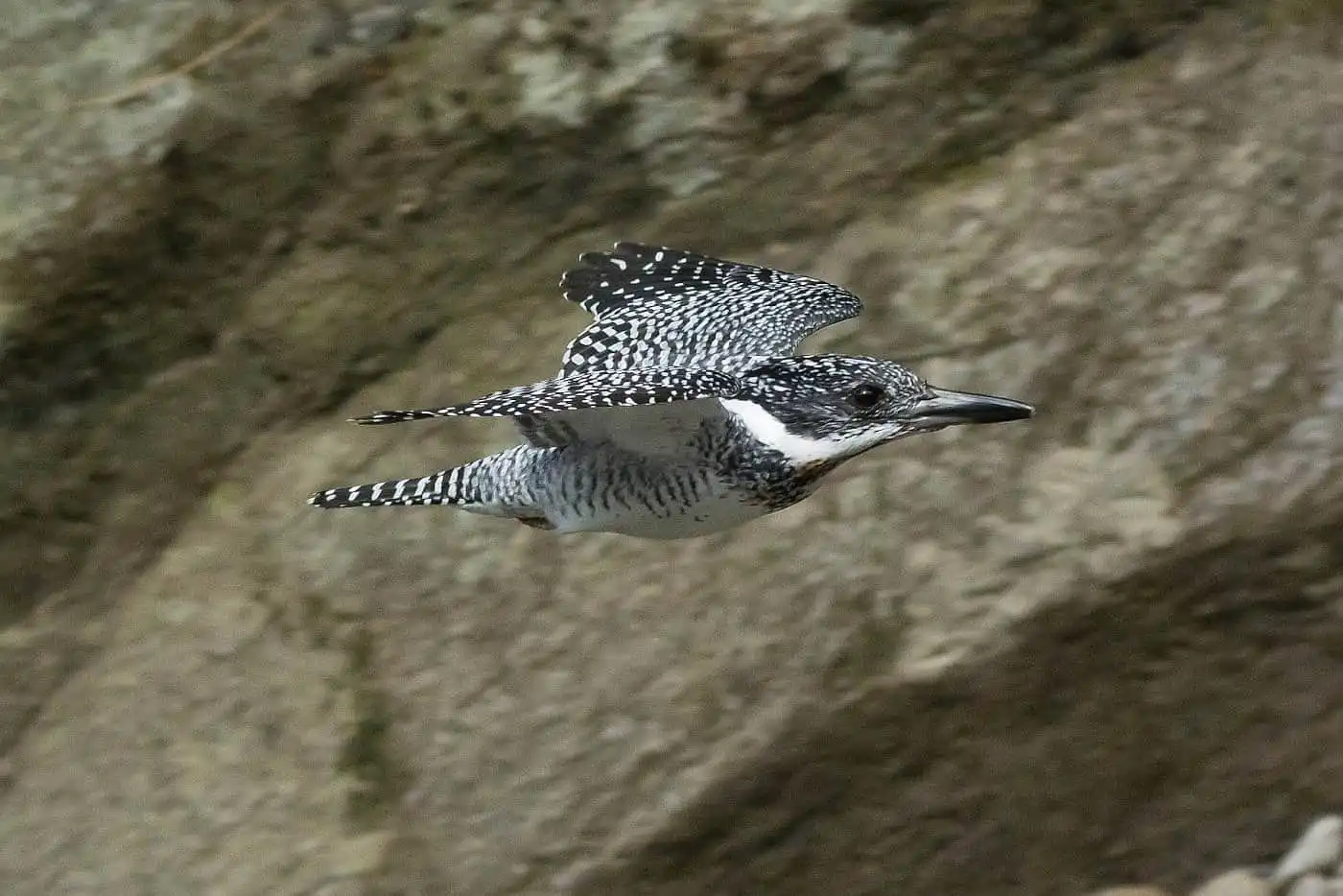 野鳥写真・ヤマセミの写真