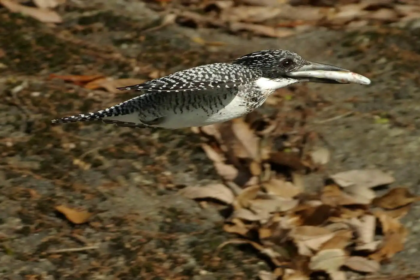 野鳥写真・ヤマセミの写真