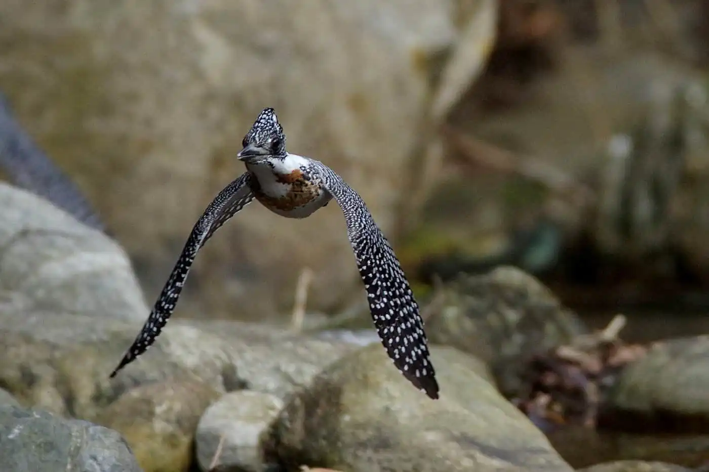 野鳥写真・ヤマセミの写真