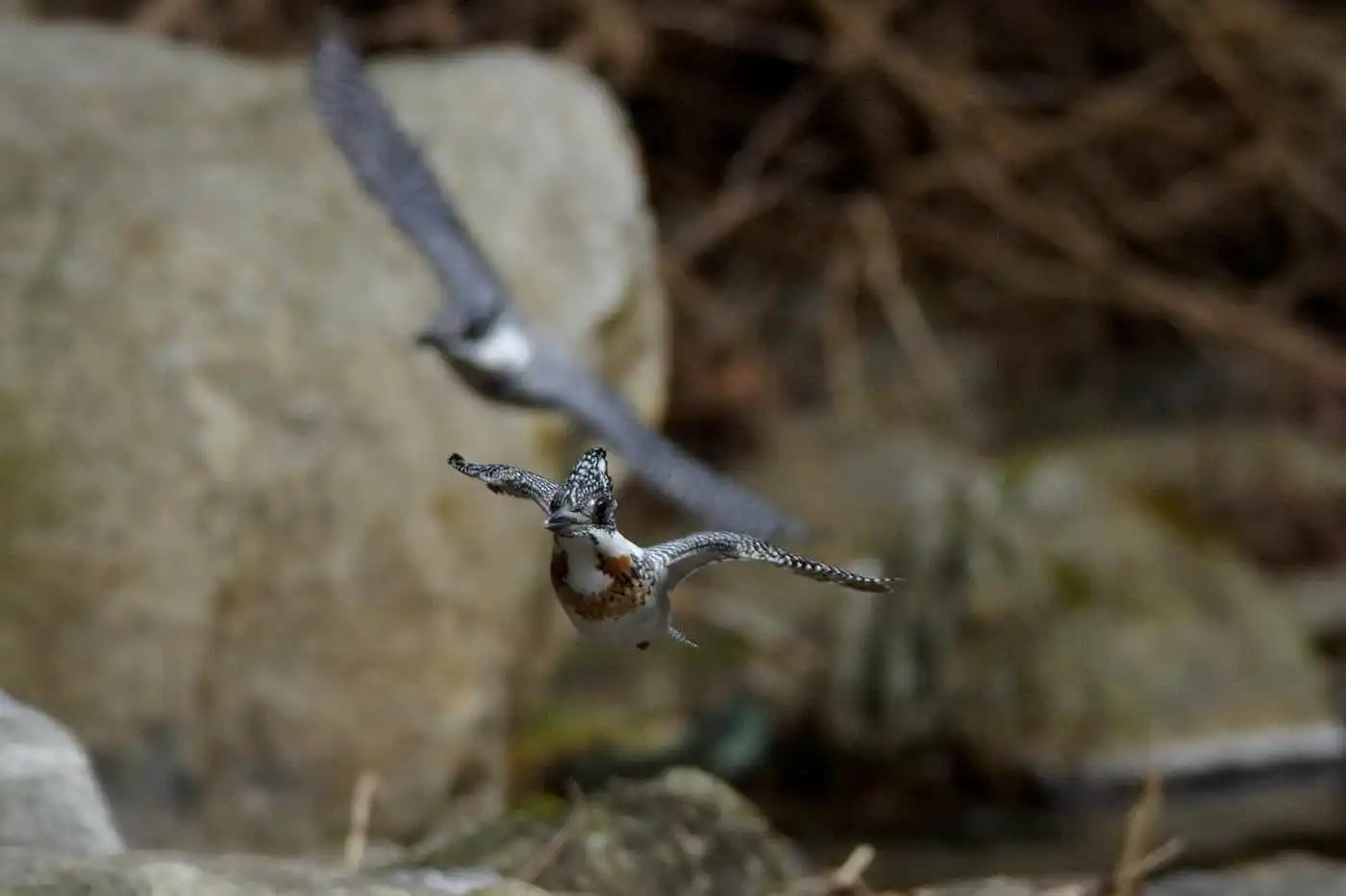 野鳥写真・ヤマセミの写真