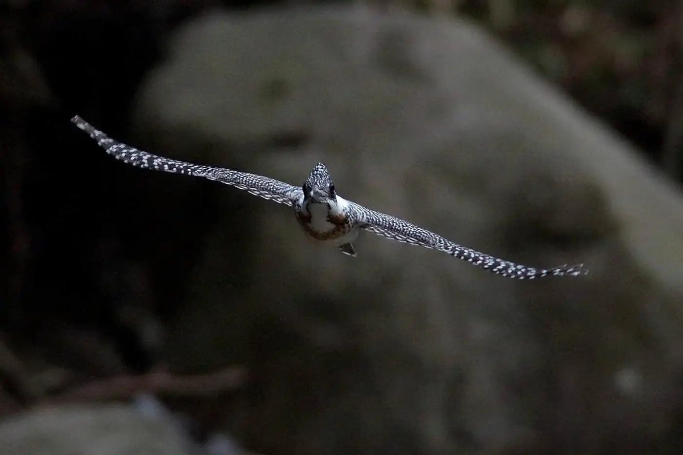 野鳥写真・ヤマセミの写真