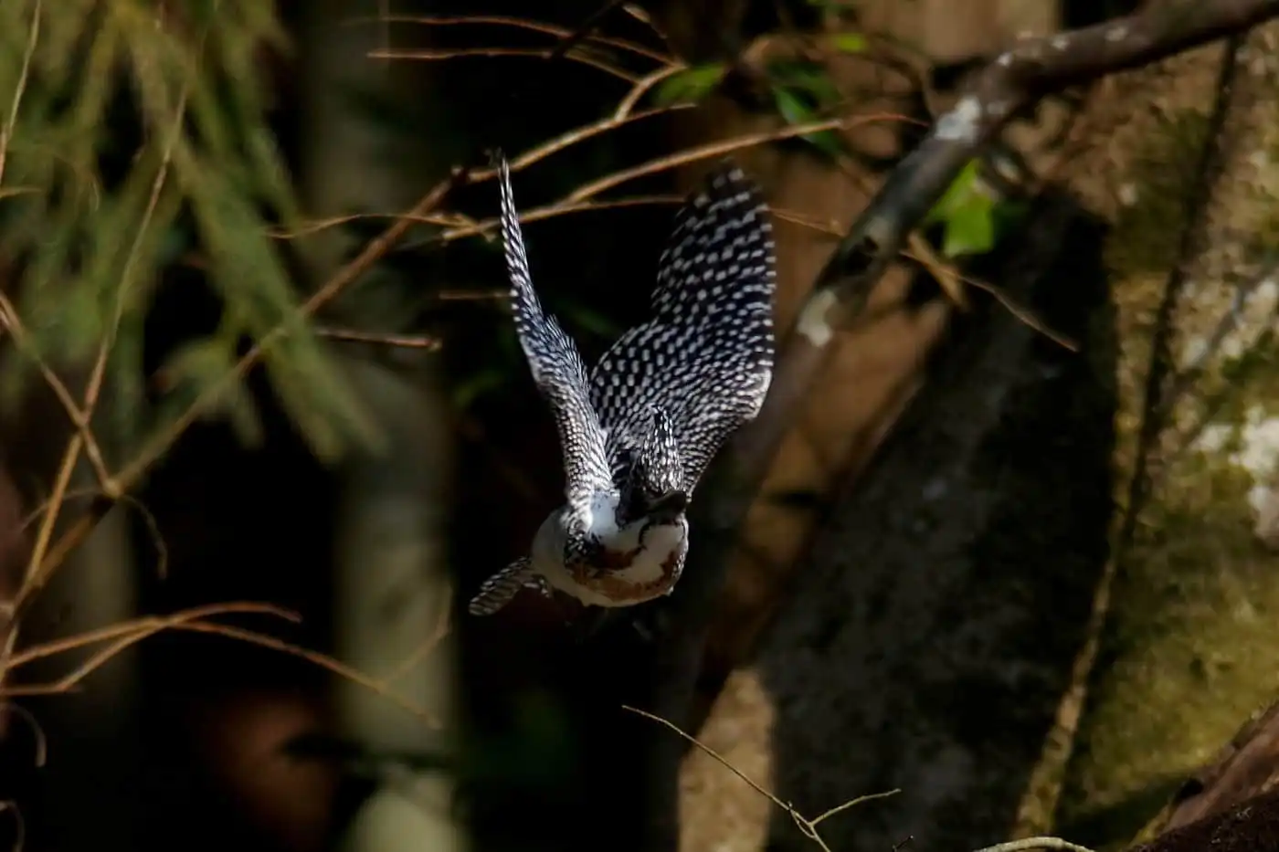 野鳥写真・ヤマセミの写真