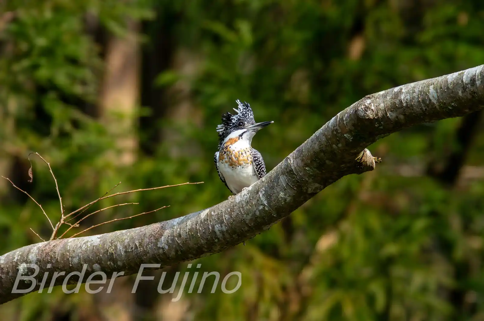 野鳥写真・ヤマセミの写真