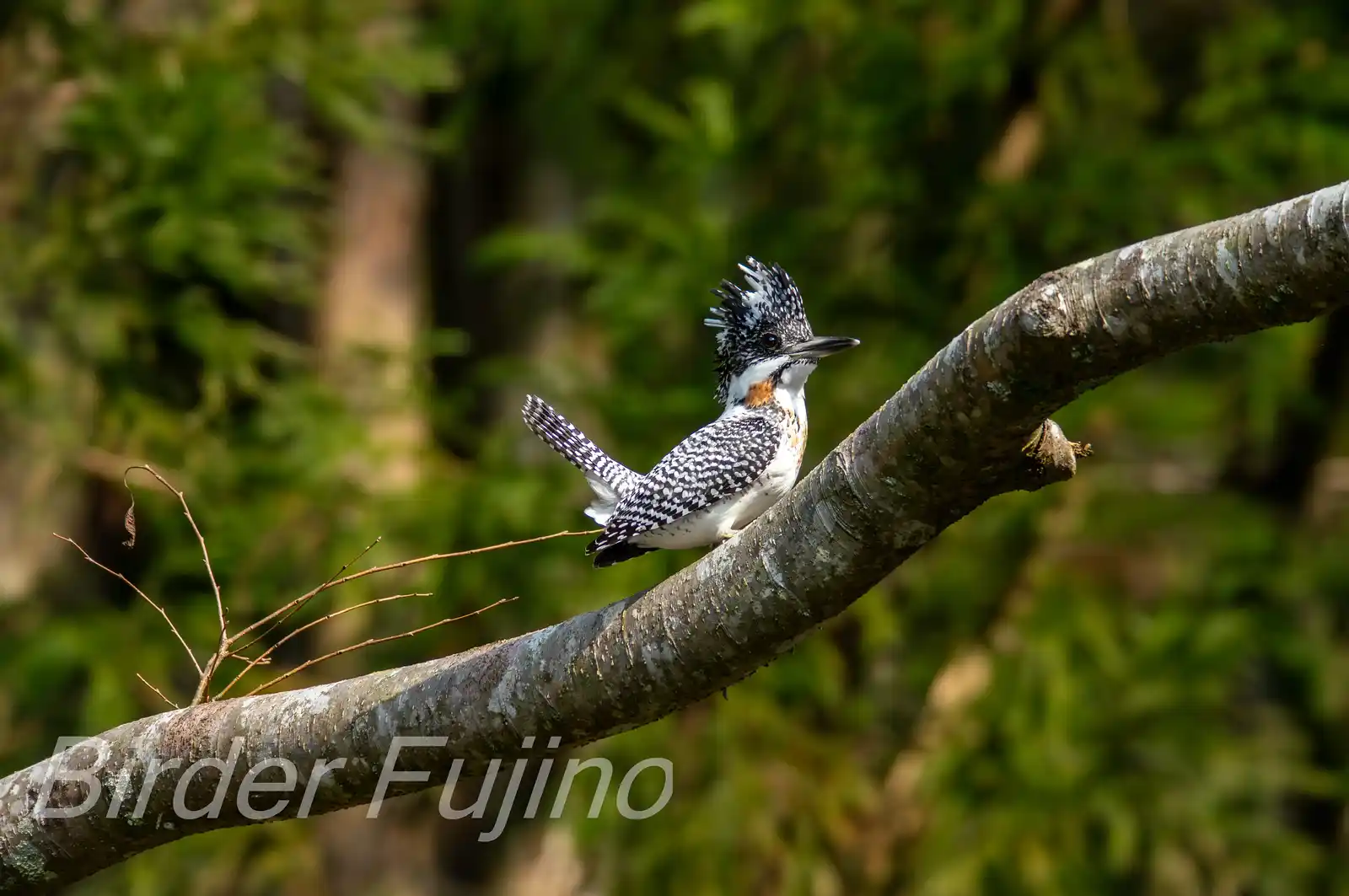 野鳥写真・ヤマセミの写真