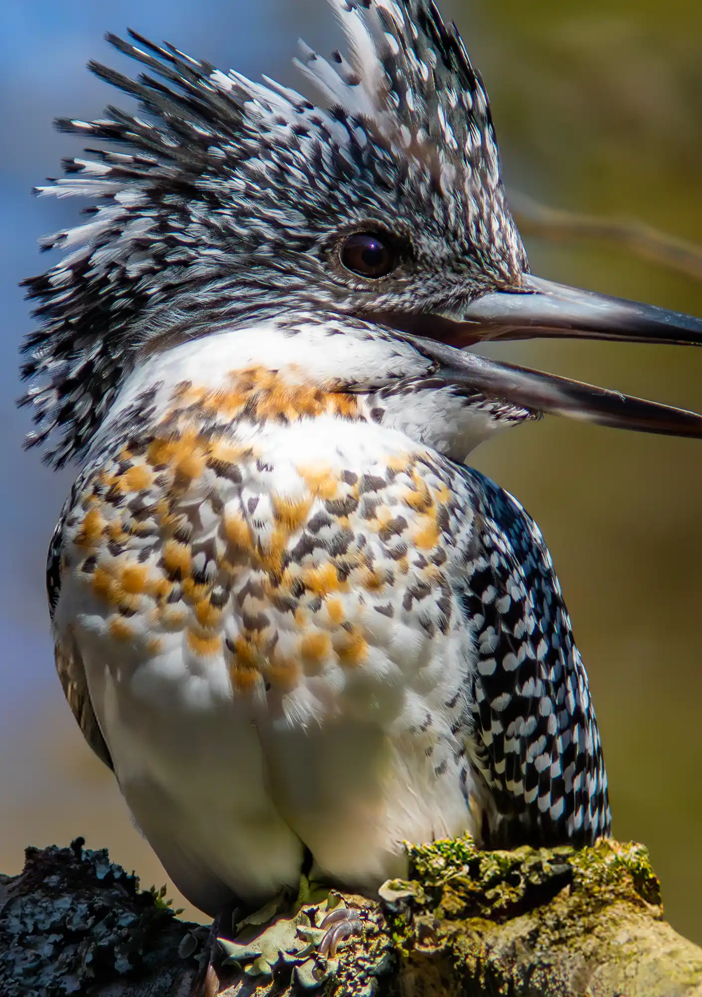 野鳥写真・ヤマセミの写真