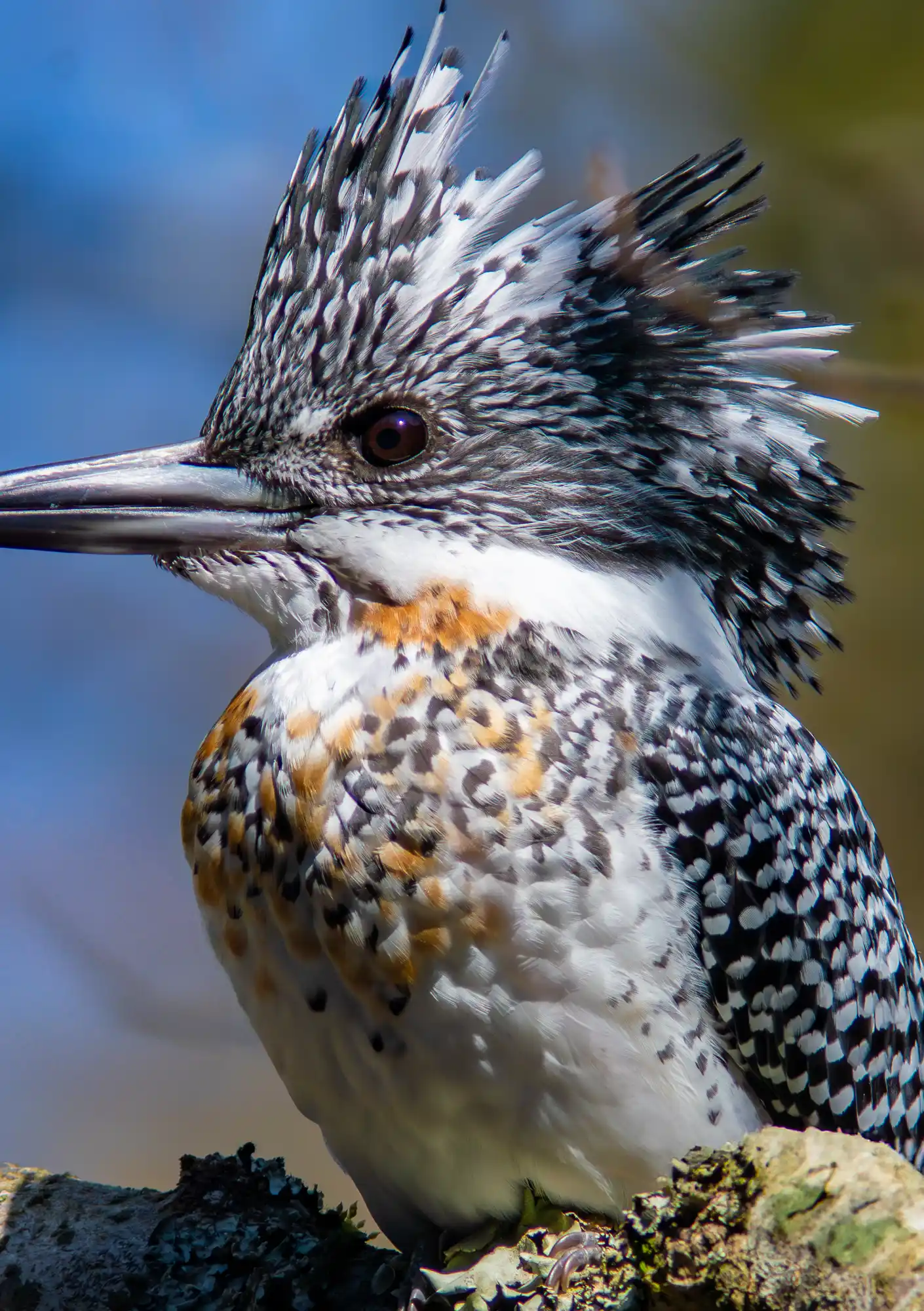 野鳥写真・ヤマセミの写真