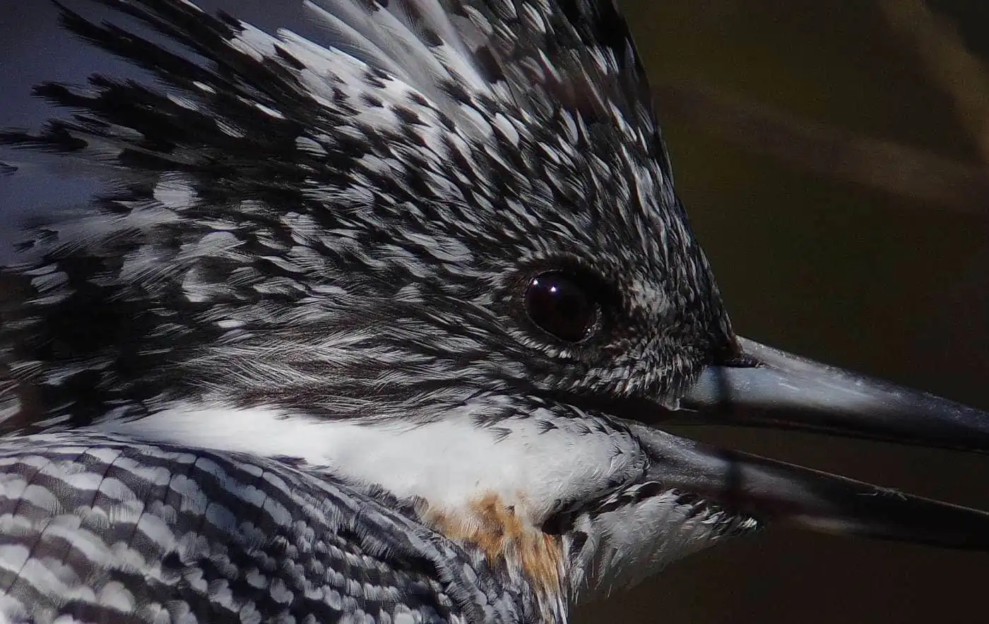 野鳥写真・ヤマセミの写真