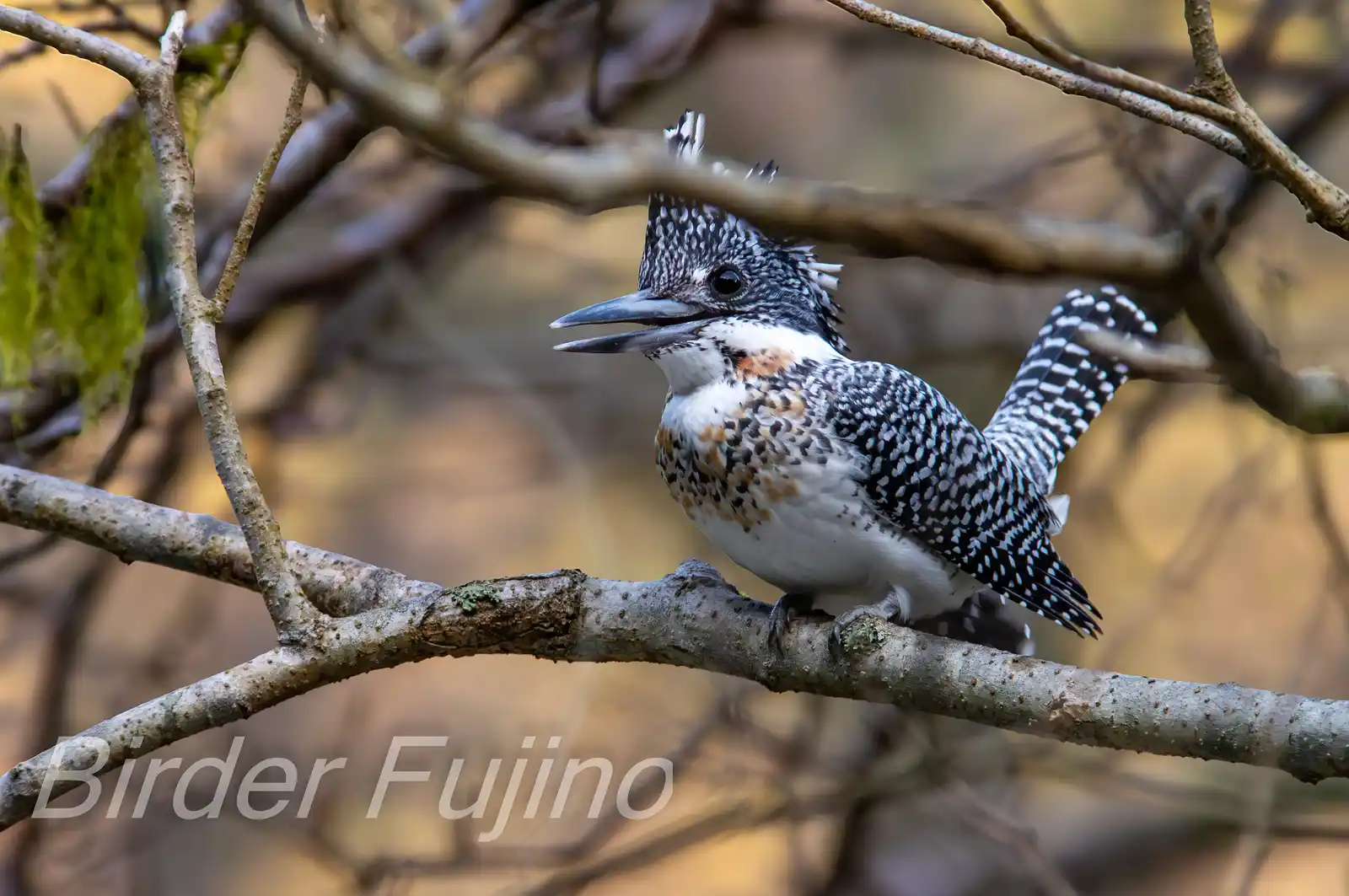 野鳥写真・ヤマセミの写真
