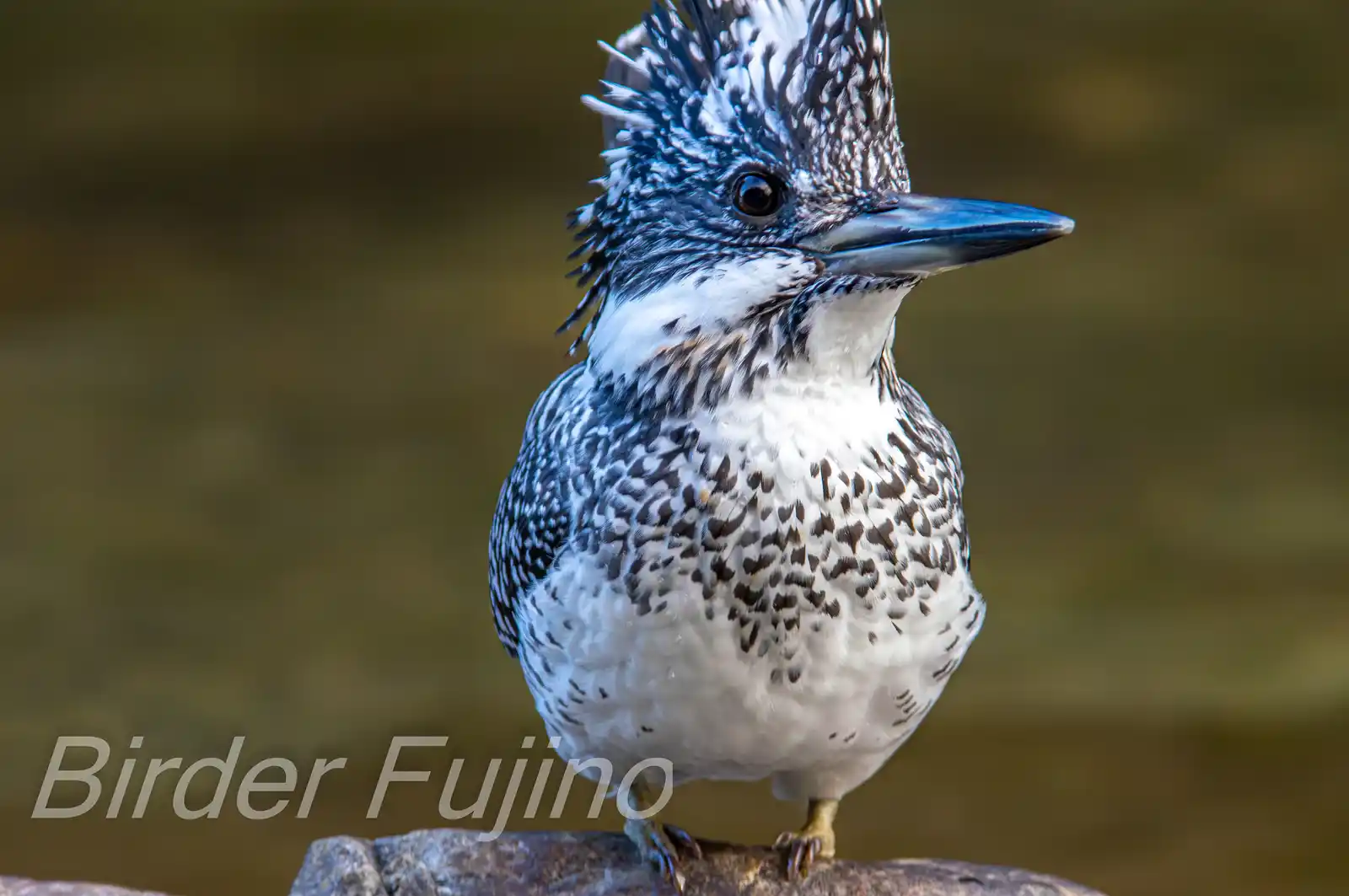 野鳥写真・ヤマセミの写真