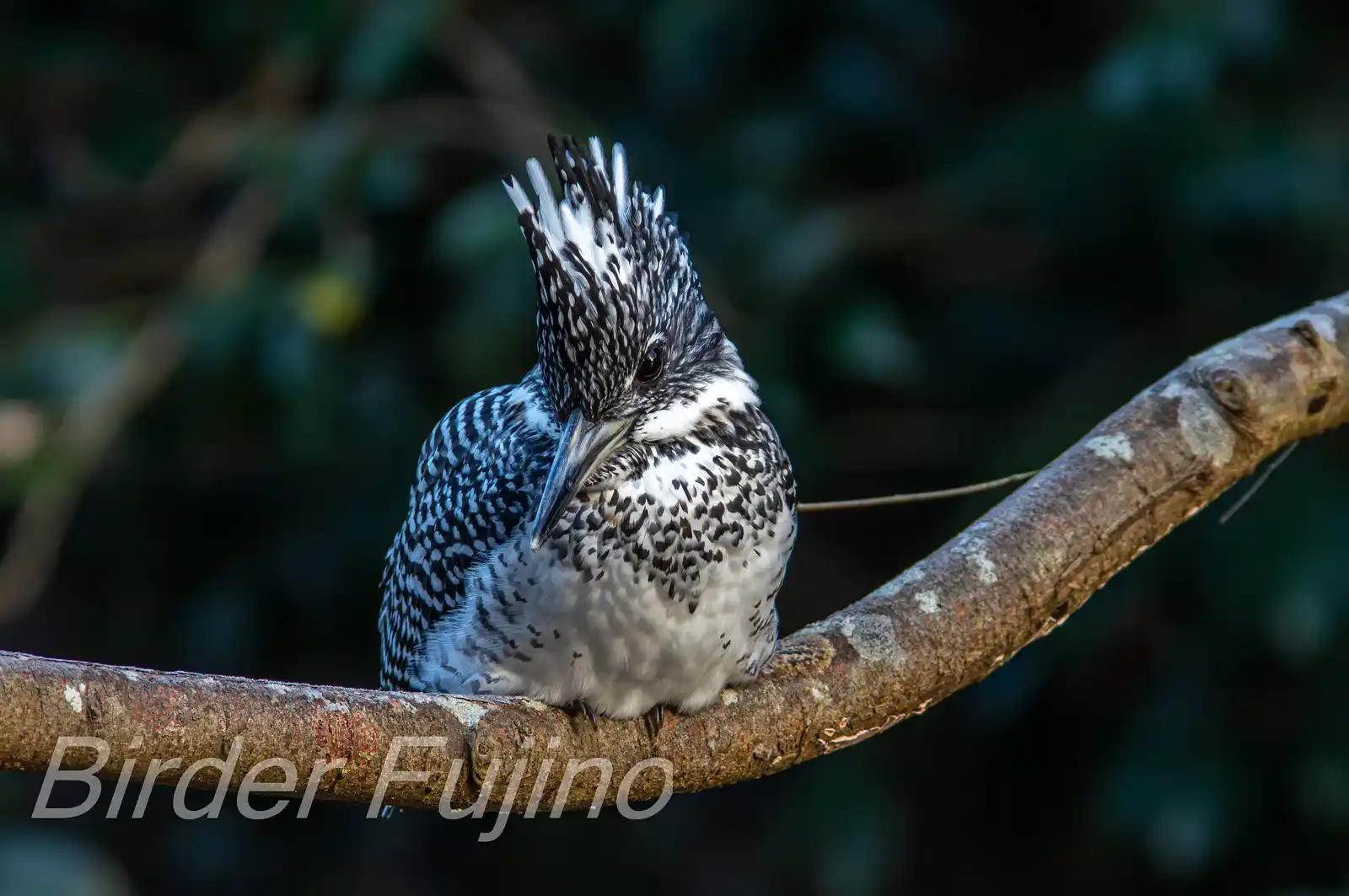 野鳥写真・ヤマセミの写真