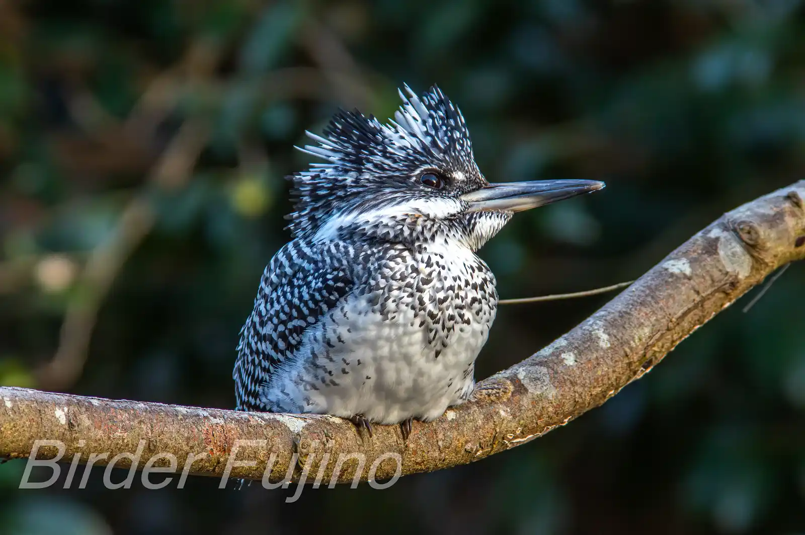 野鳥写真・ヤマセミの写真