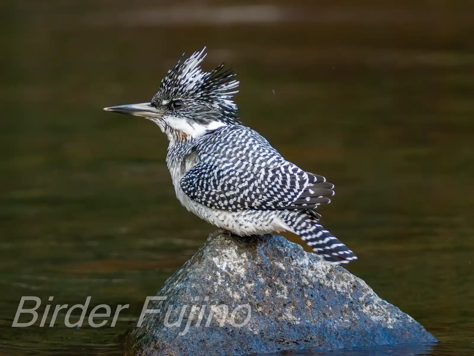 野鳥写真・ヤマセミの写真