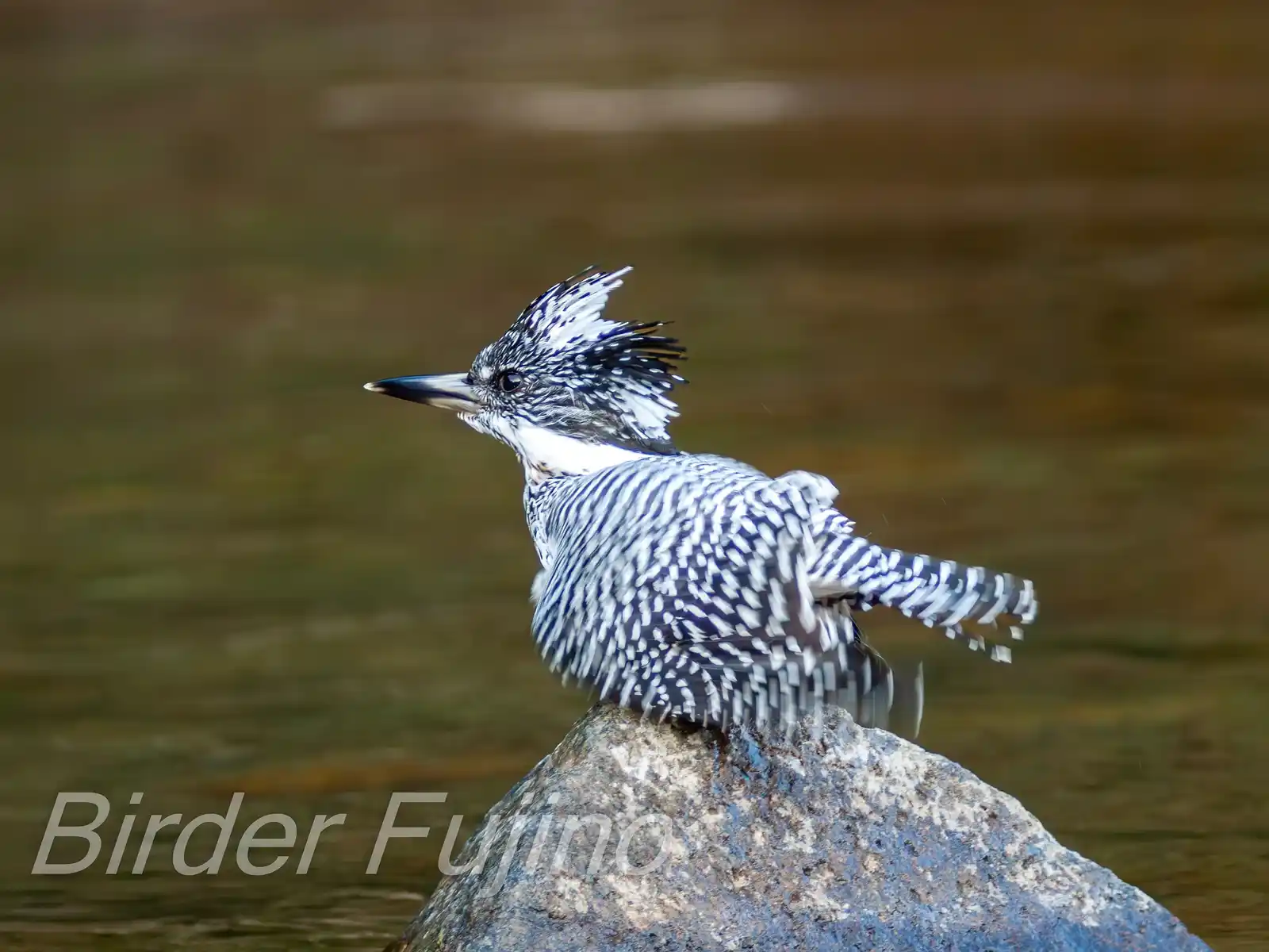 野鳥写真・ヤマセミの写真