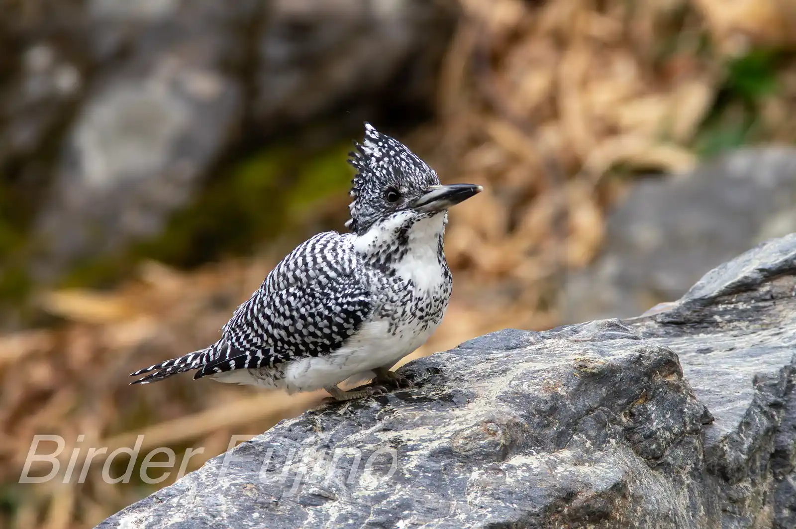 野鳥写真・ヤマセミの写真