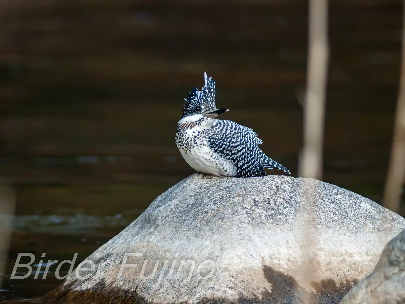 野鳥写真・ヤマセミの写真