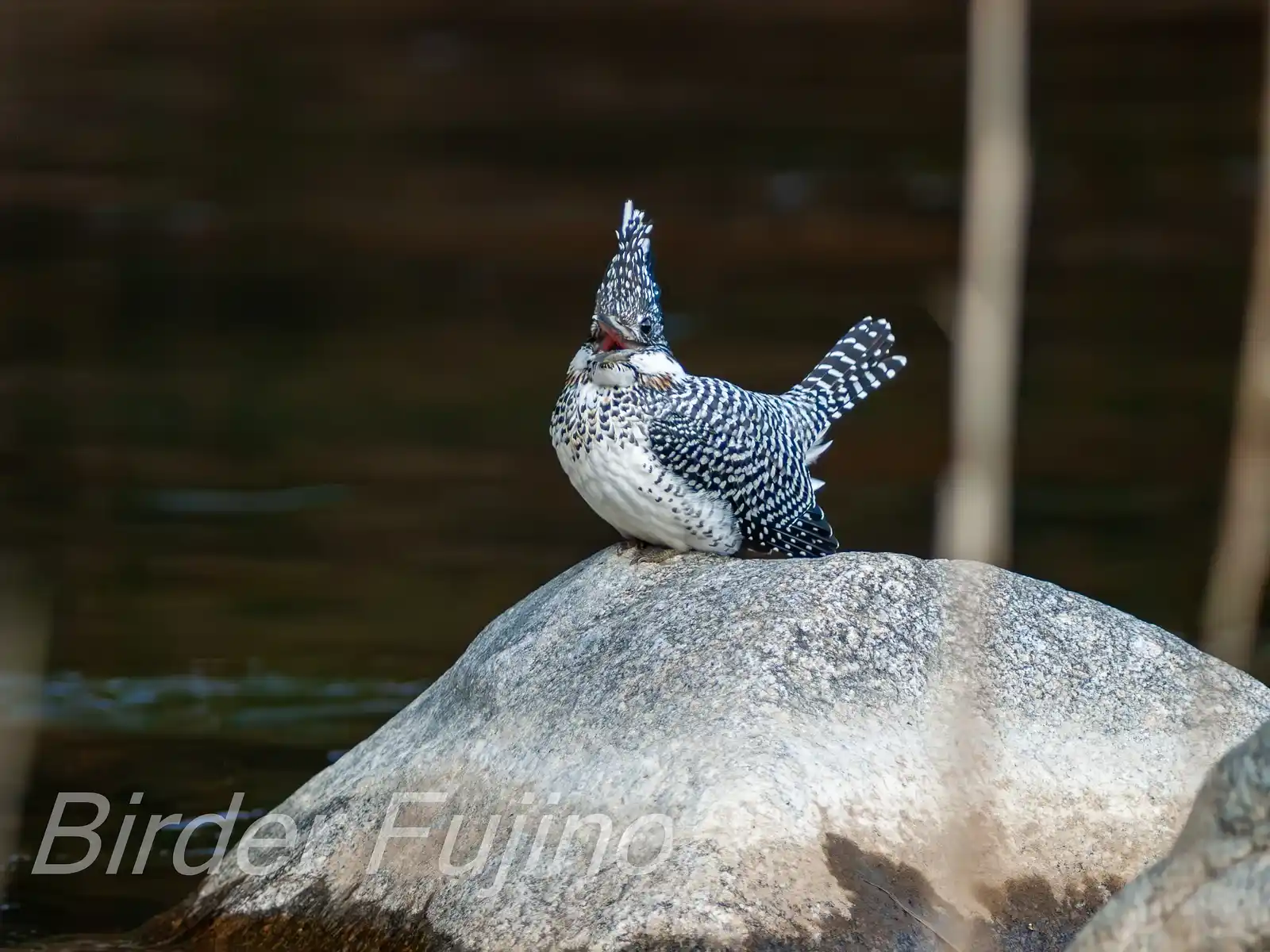 野鳥写真・ヤマセミの写真